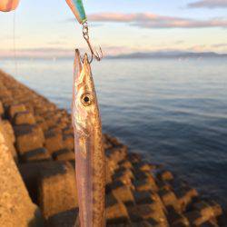 ベイト入ってます。