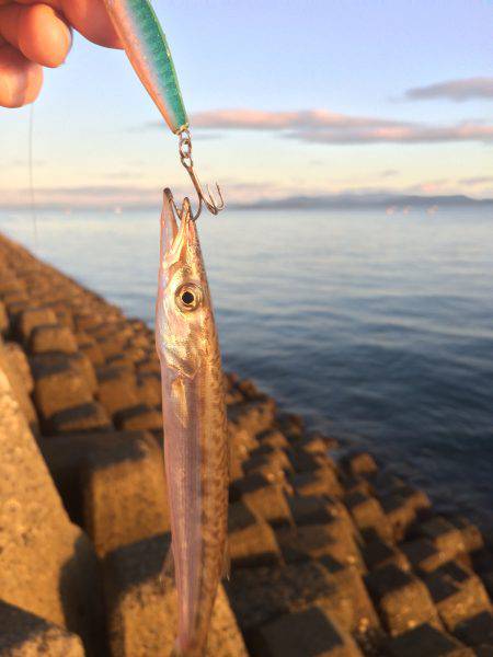 ベイト入ってます。