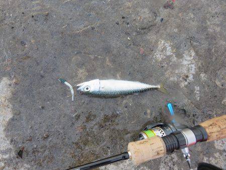 恐るべし自衛隊堤防