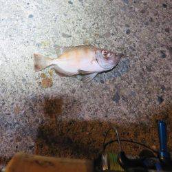 2度目の夏休み釣行も釣果はイマイチ