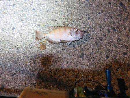 2度目の夏休み釣行も釣果はイマイチ