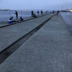 ポーアイ沖でぎりハマチ