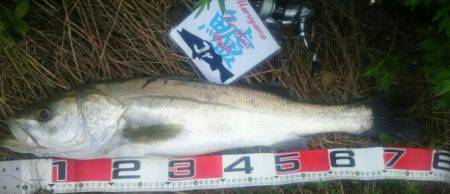 兵庫県円山川シーバス❗❗❗❗❗❗❗❗❗