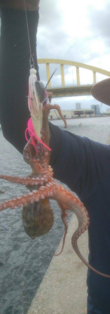 タコエギでタコ