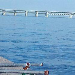 またタコが、またまた釣れました。