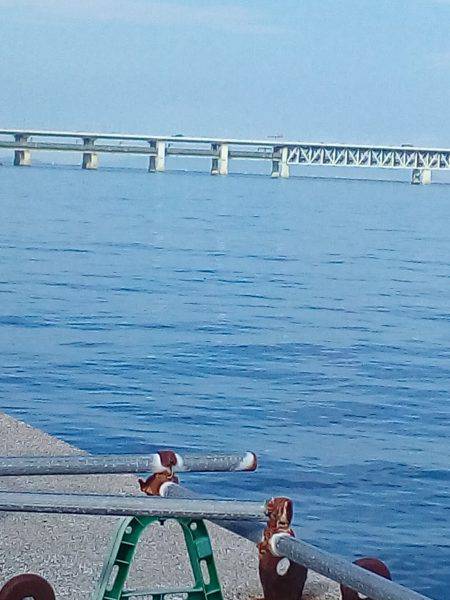 またタコが、またまた釣れました。