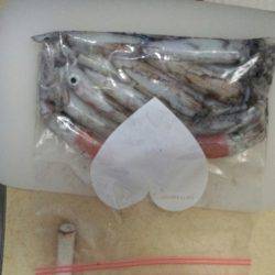 ケンサキ爆釣！