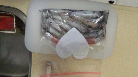 ケンサキ爆釣！