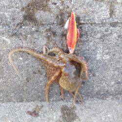 タコって地合があるの？