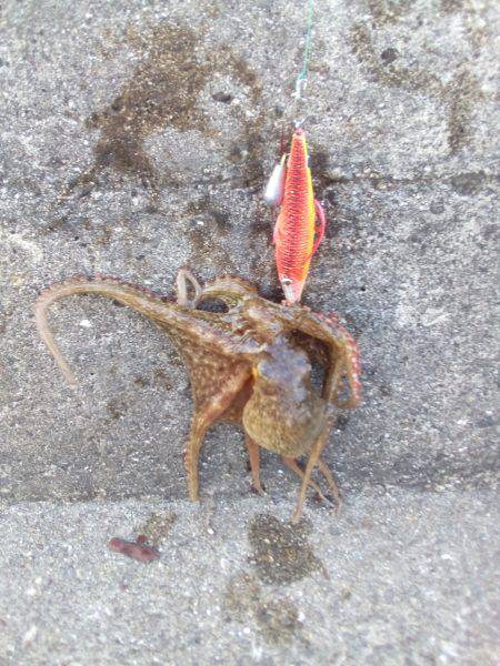 タコって地合があるの？