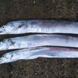 阿南市の辰巳でタチウオテンヤ