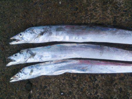 阿南市の辰巳でタチウオテンヤ