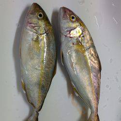 シオが３匹釣れました❗