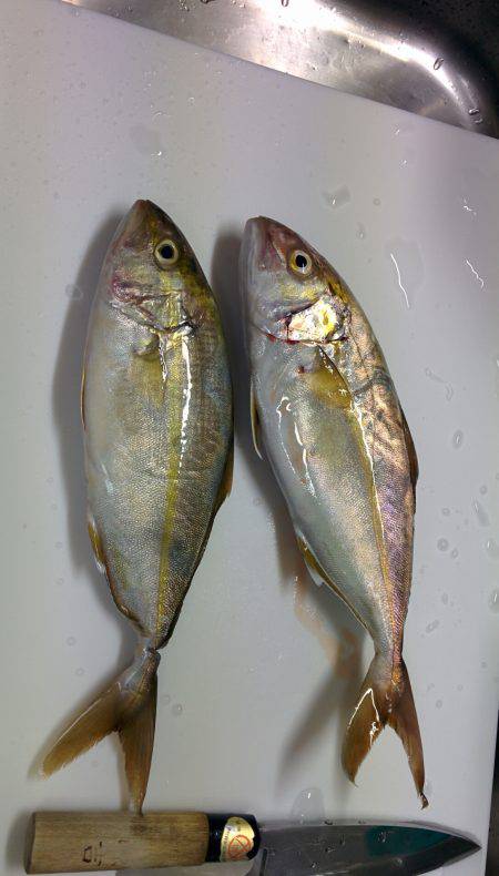 シオが３匹釣れました❗