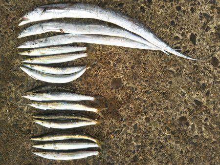 阿南市の辰巳でタチウオとカマス