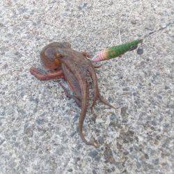 明日からお盆、タコ釣りは今日で一段落。