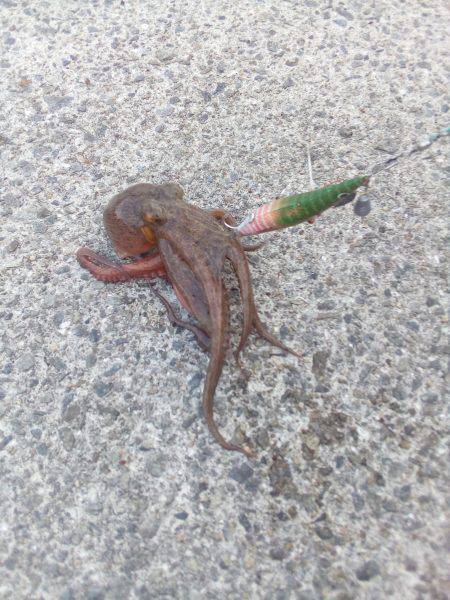 明日からお盆、タコ釣りは今日で一段落。