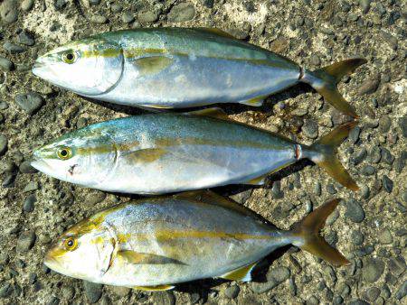 阿南市の淡島突堤でツバスとシオ