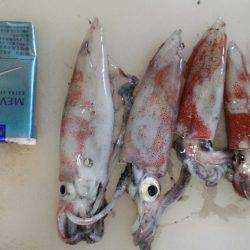 大混雑の中なんとかケンサキ釣れました！