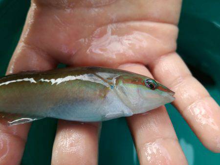 海の幸たくさん