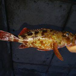 ロックとトップ