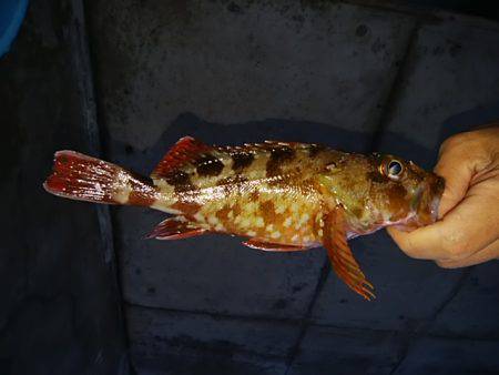 ロックとトップ