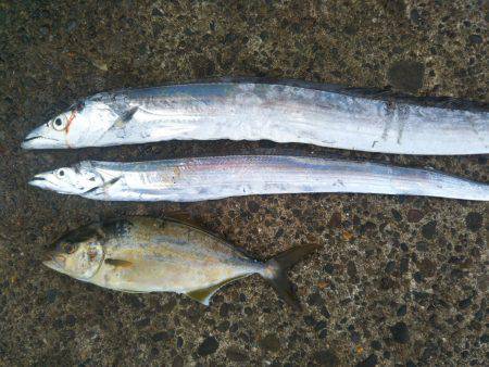 阿南市の辰巳でタチウオとシオ