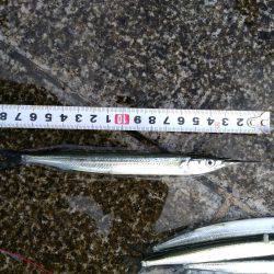 えんぴつサヨリ