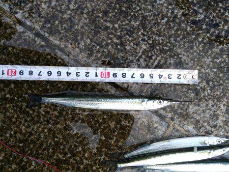 えんぴつサヨリ