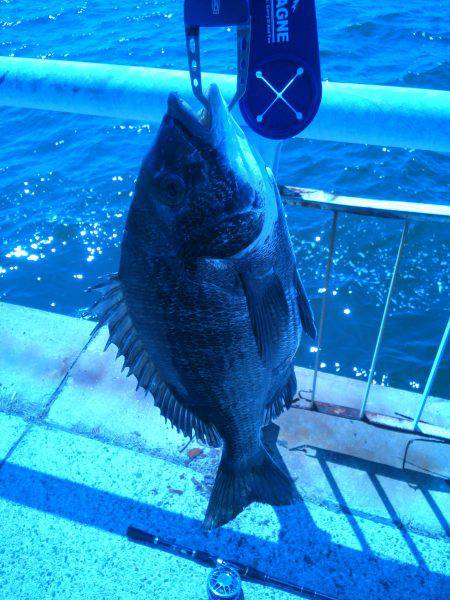 甲子園浜でガンクロゲーム