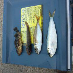 もう少しで五目釣り