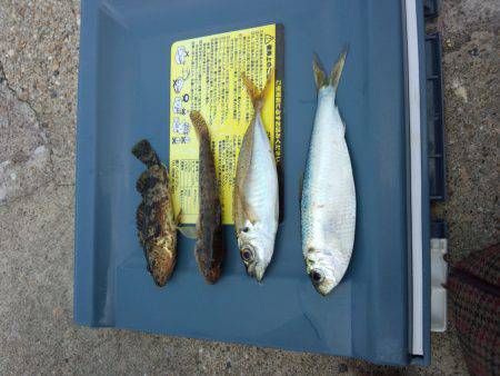 もう少しで五目釣り