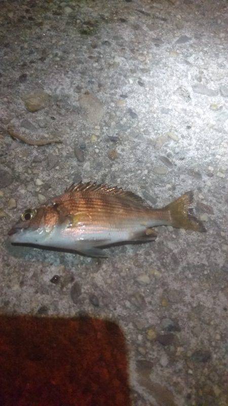 カモメ大橋にて…