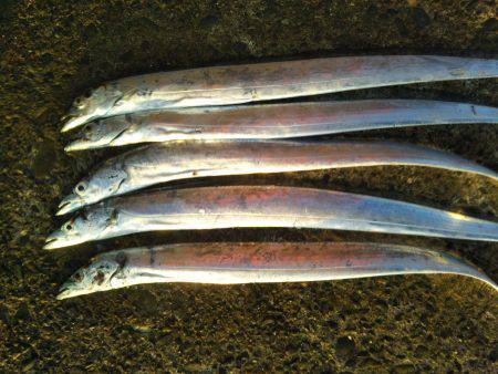 阿南市の辰巳でタチウオ