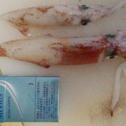 太刀魚が邪魔して！