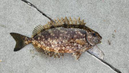 アイゴ釣れました！