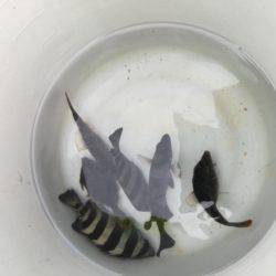 敦賀新港デビュー