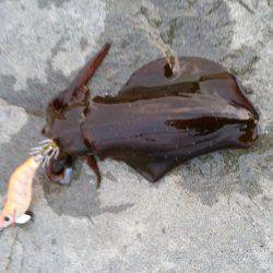 アオリイカ調査