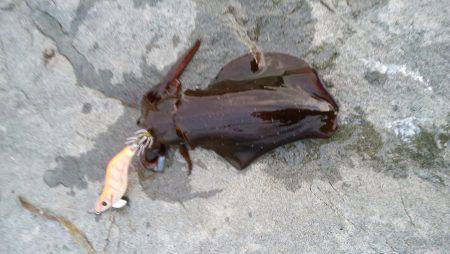 アオリイカ調査