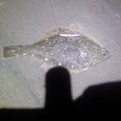 激熱!河芸サーフ