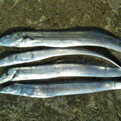 阿南市の椿泊でタチウオと小アジ