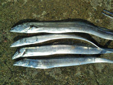 阿南市の椿泊でタチウオと小アジ