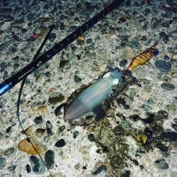 早めのアオリイカGet!