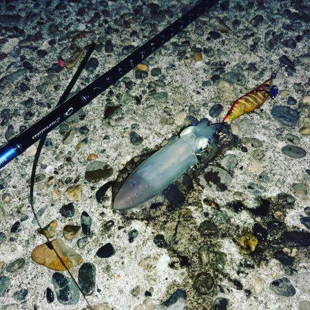 早めのアオリイカGet!