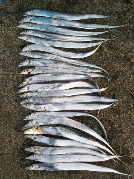 阿南市の中浦緑地公園でタチウオ