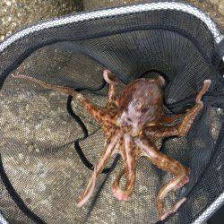 マイポイントでのオクトパッシング