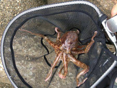 マイポイントでのオクトパッシング