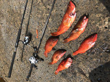 沖磯ロックフィッシュゲーム