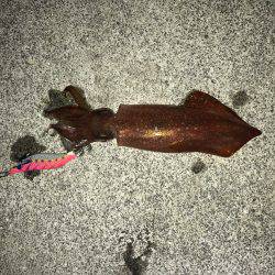 ケンサキイカ！！！