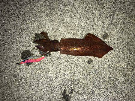 ケンサキイカ！！！